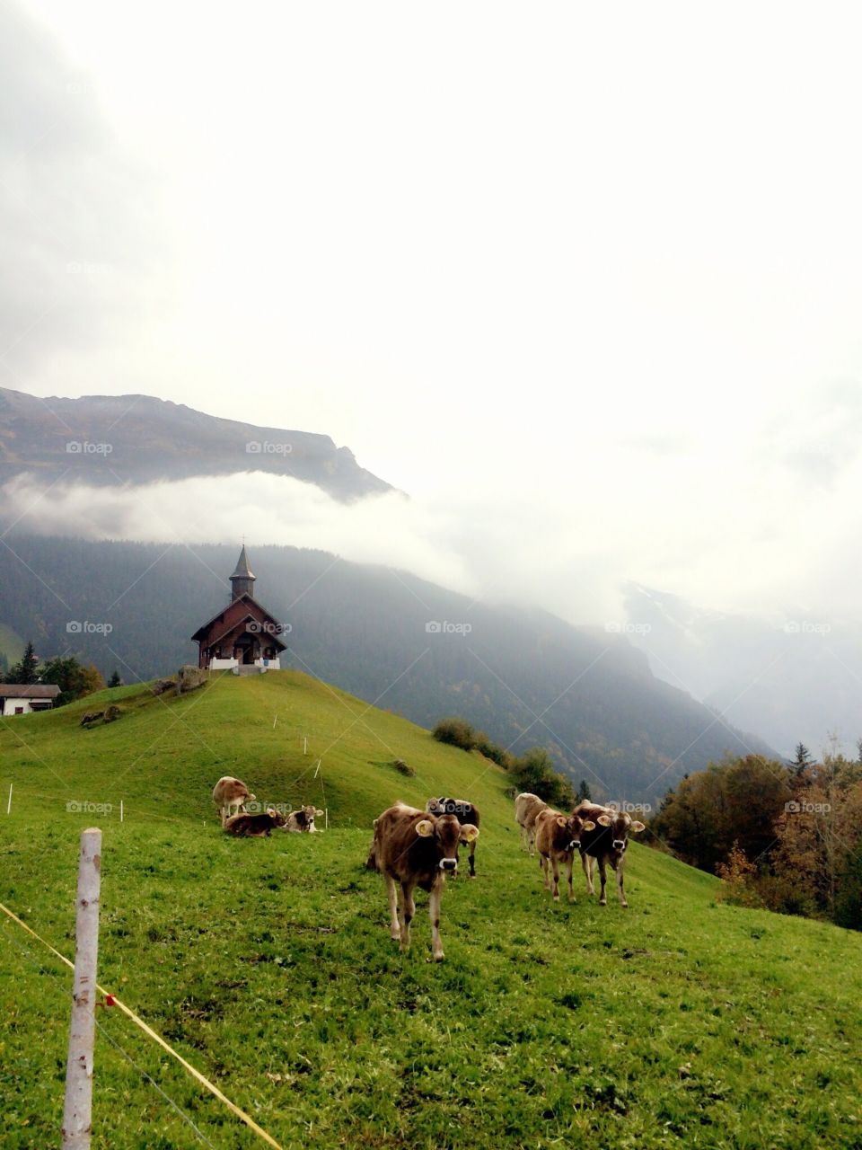 Up in the Alps 🇨🇭
Haldi Swiss