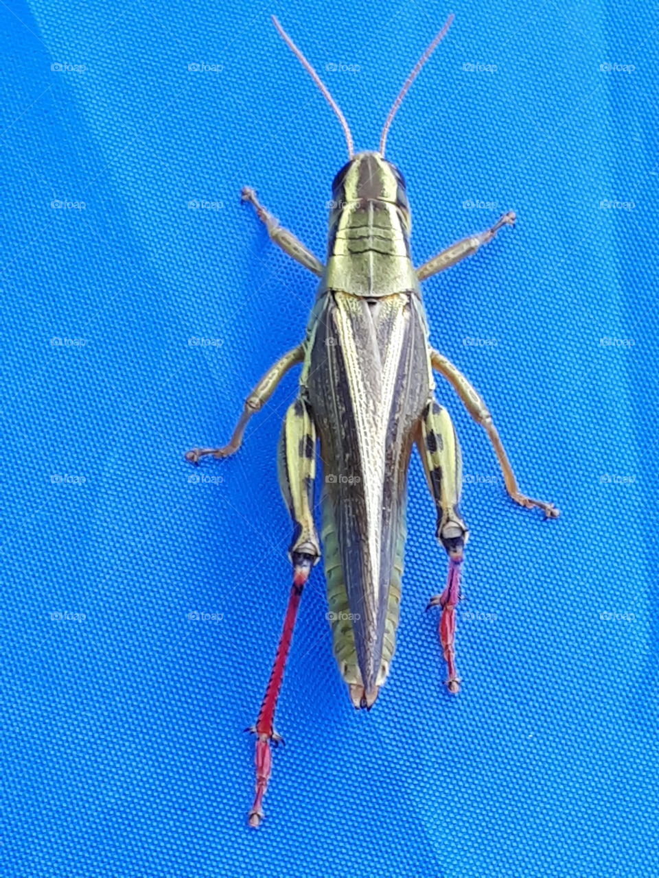 grasshopper