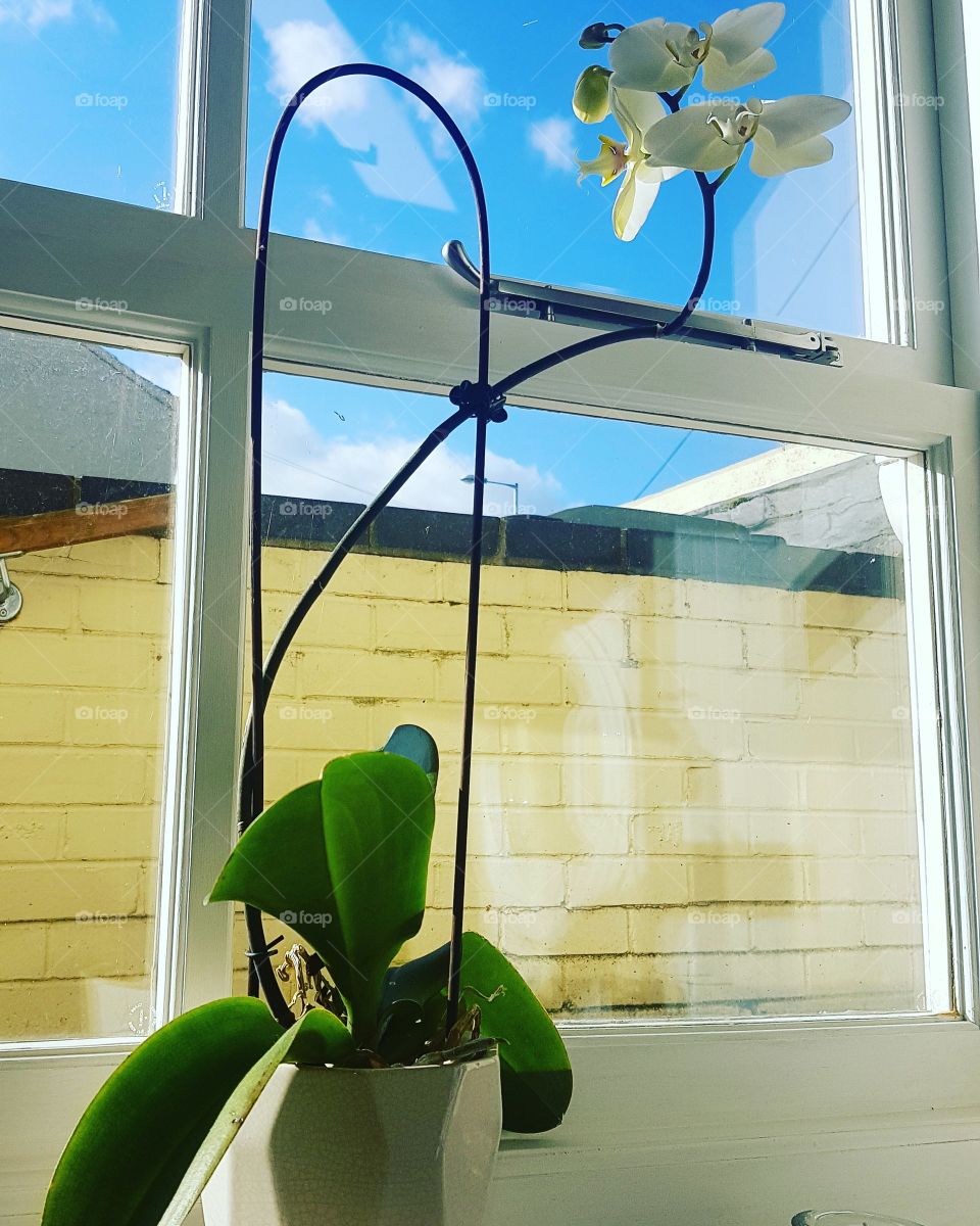 orchids second bloom