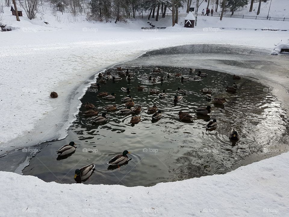 Ducks swimming in lake 