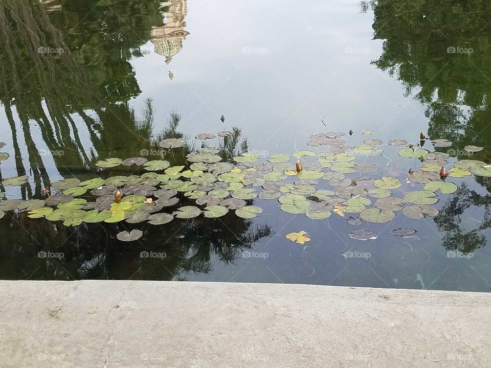 some lily pads