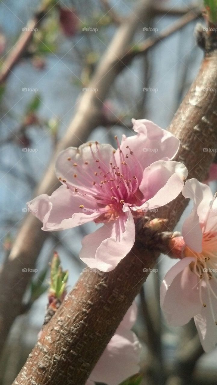 peach blossom