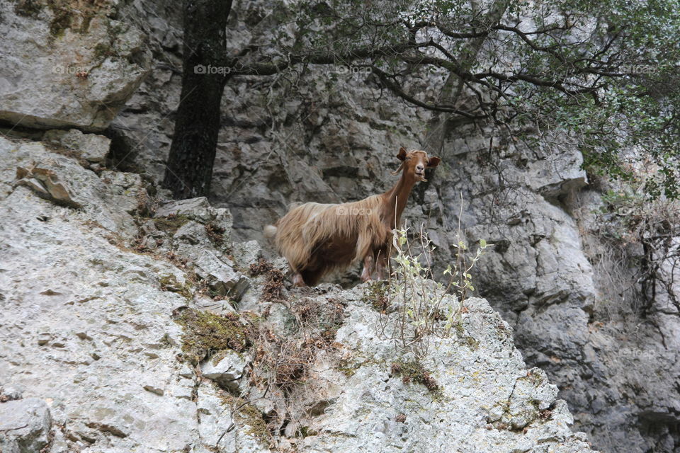 Goat in Crete Greece