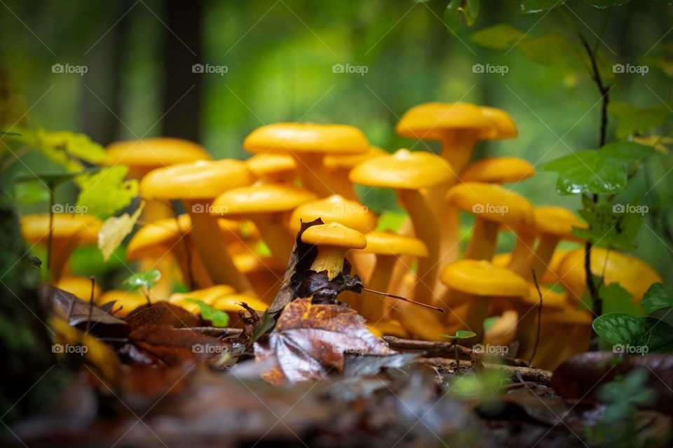 The entire family is there to welcome the new sprout in the forest. 