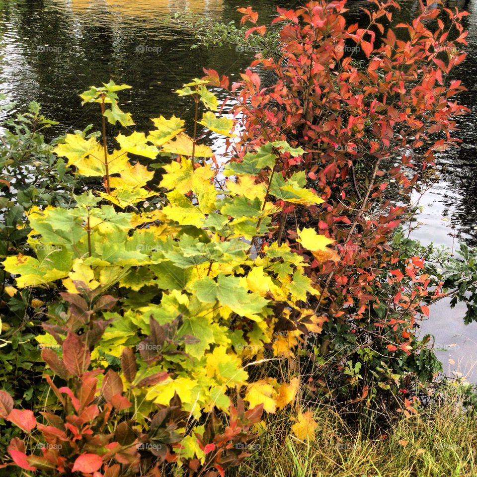 sweden autumn nättraby mission4 by nellix90