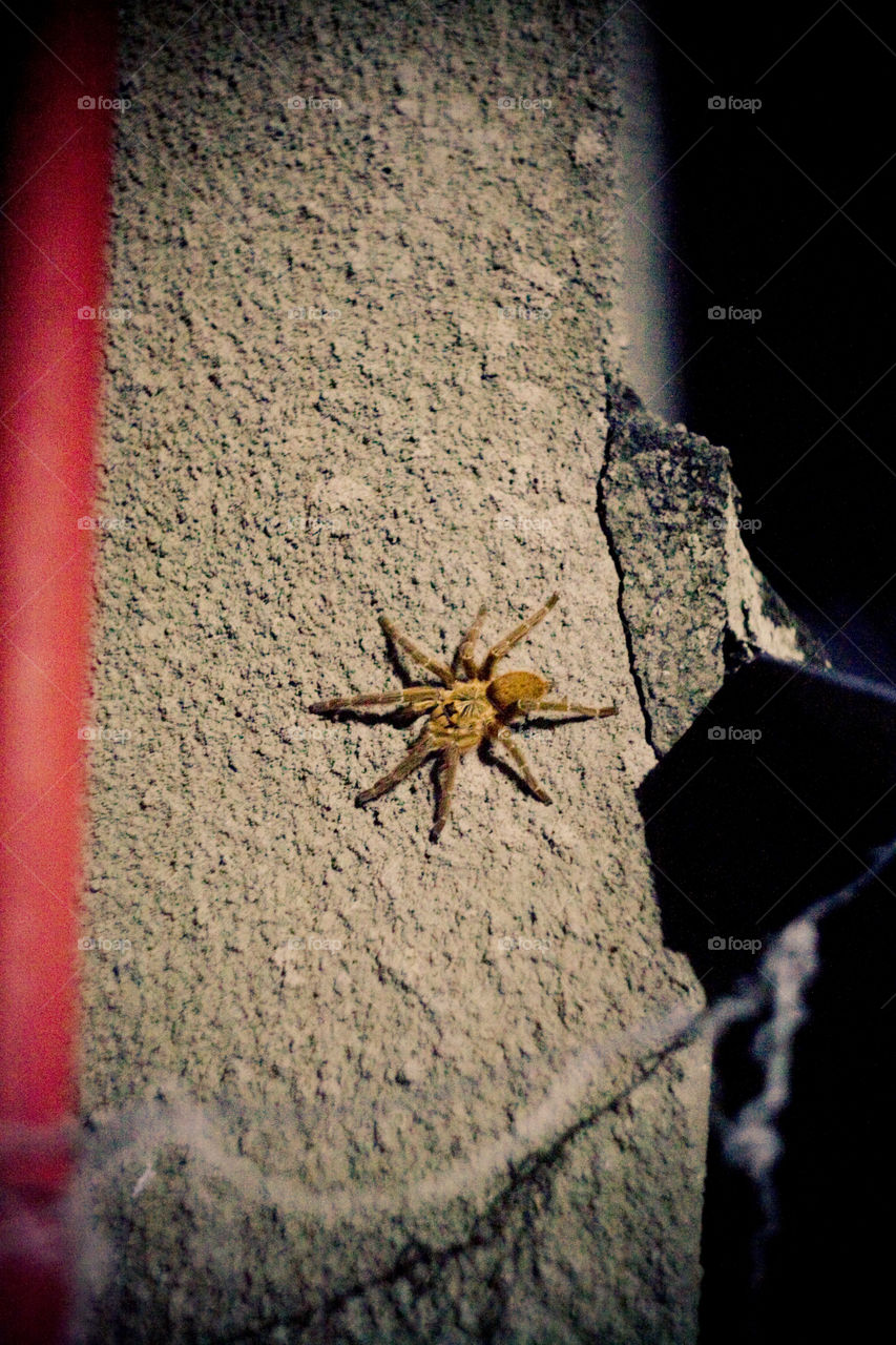 spider 🕷 on the wall