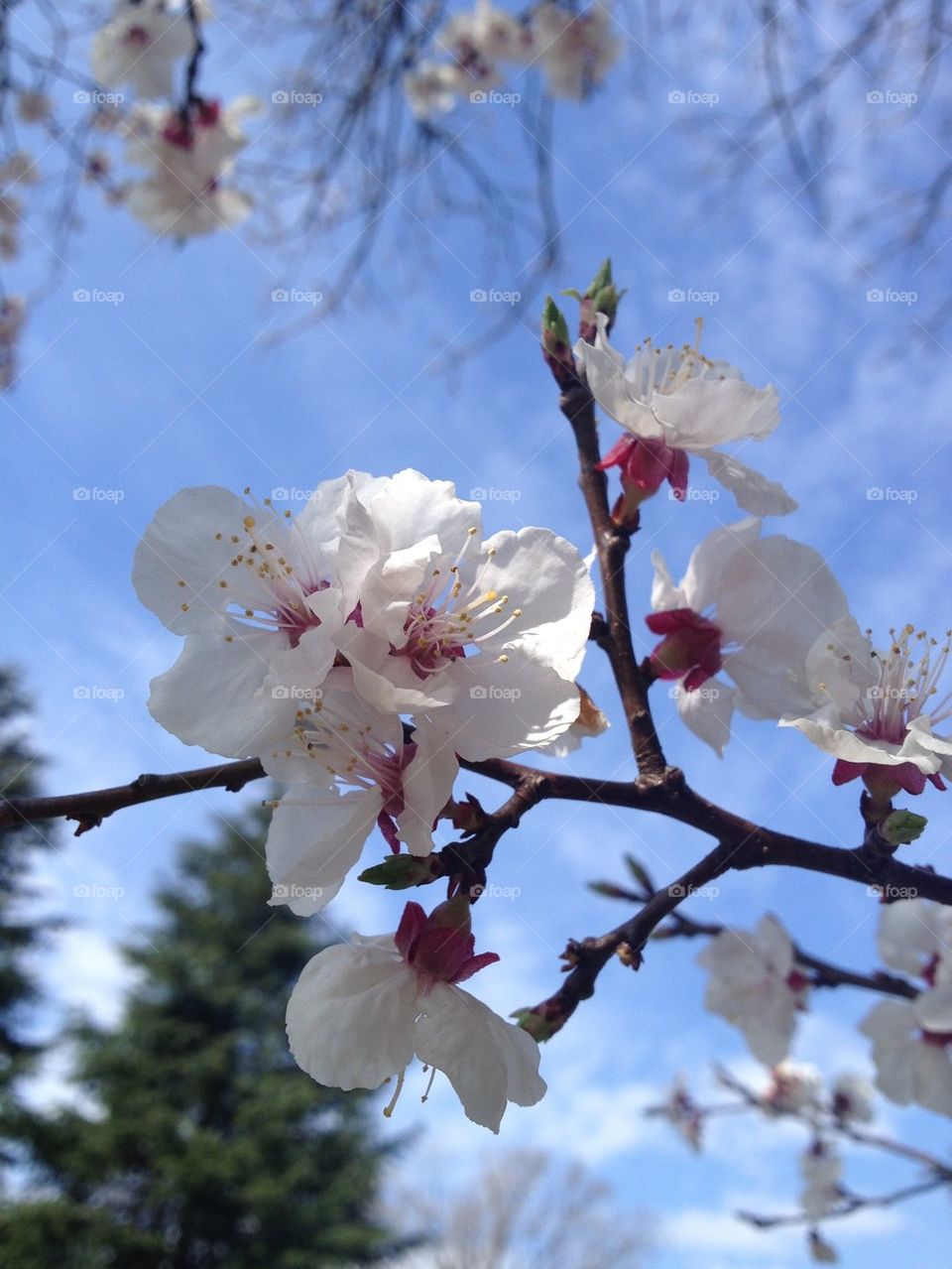 Sakura blossoms II