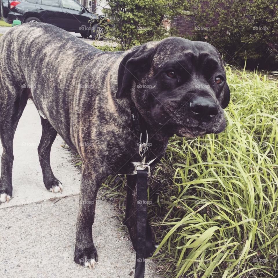 Funny dog on a walk outside