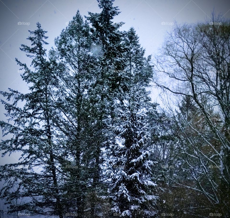 Snowy trees