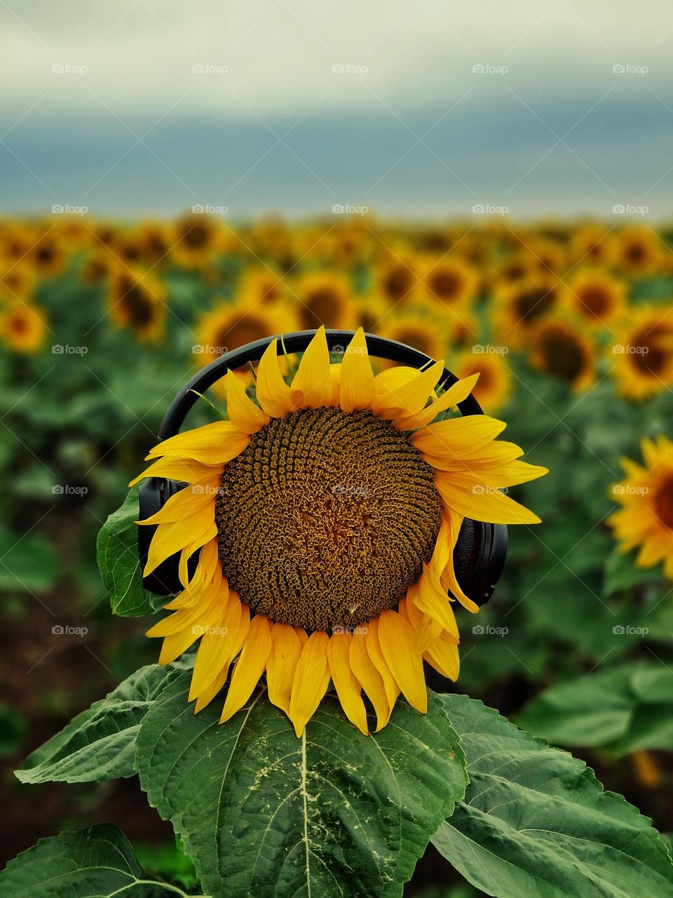 Sunflower on rhythm of music