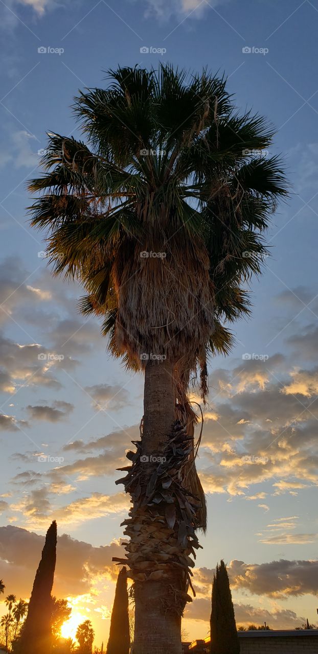 looking up while the sun goes down