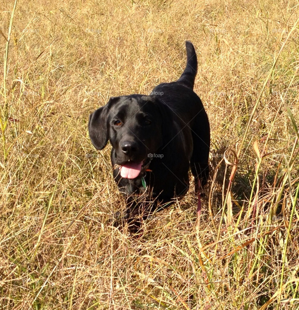 field black dog animal by hollyau92