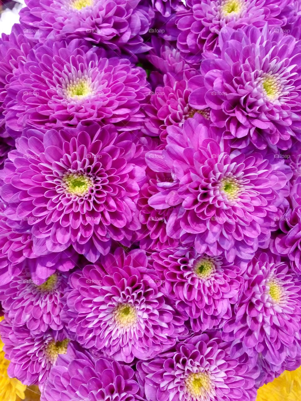 background and texture from flowers