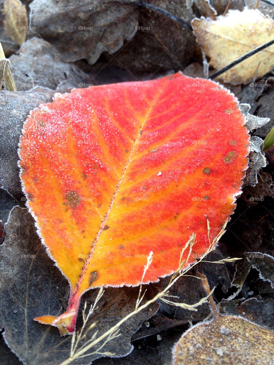 Glödande höstlöv