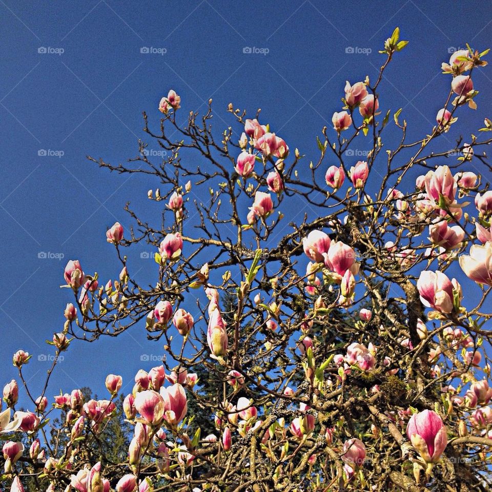 Tulip Tree