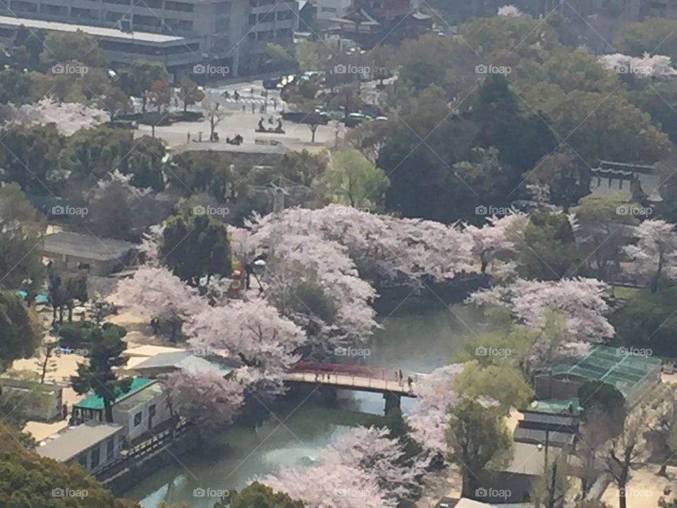 Cherry Blossom