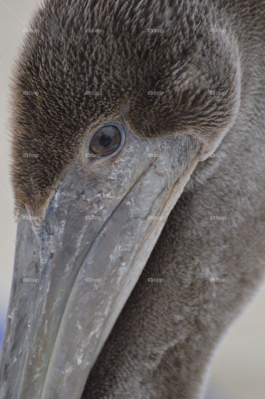 Close up Pelican