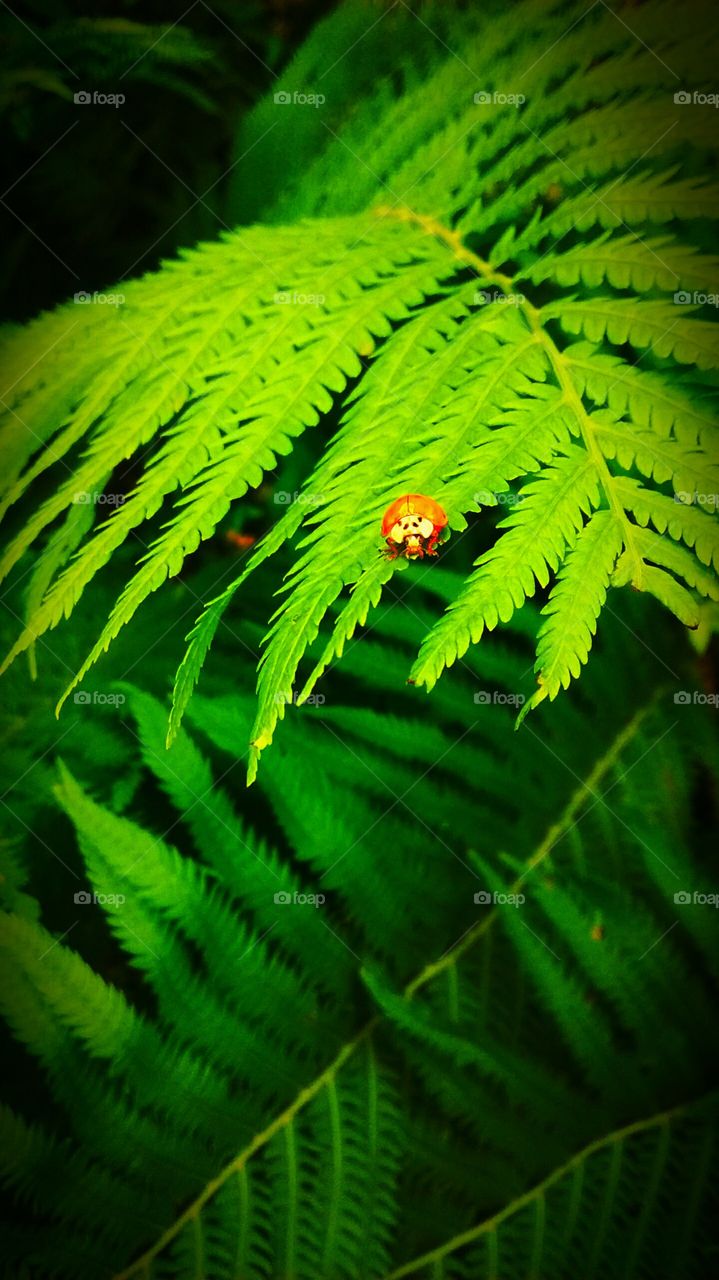almost a lady. not quite the lady bug is hanging out in my back yard