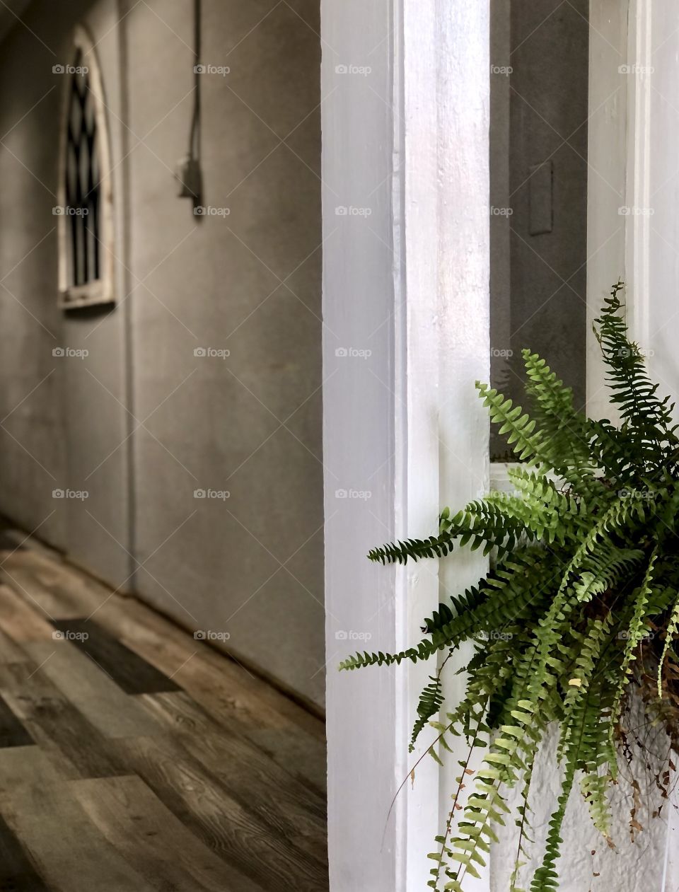 Potted fern at doorframe entrance to hallway 