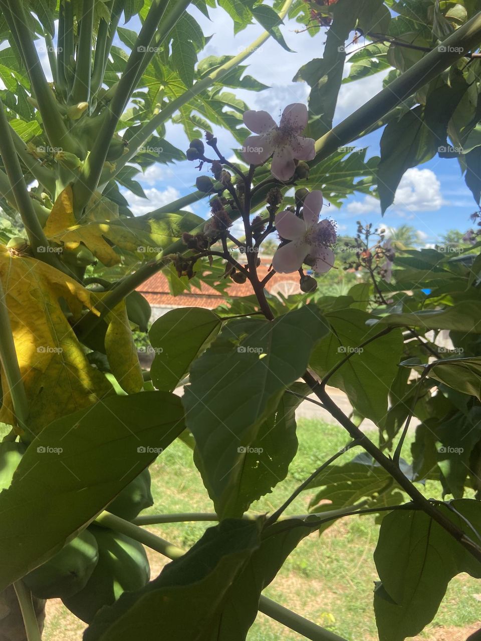 papaya flower