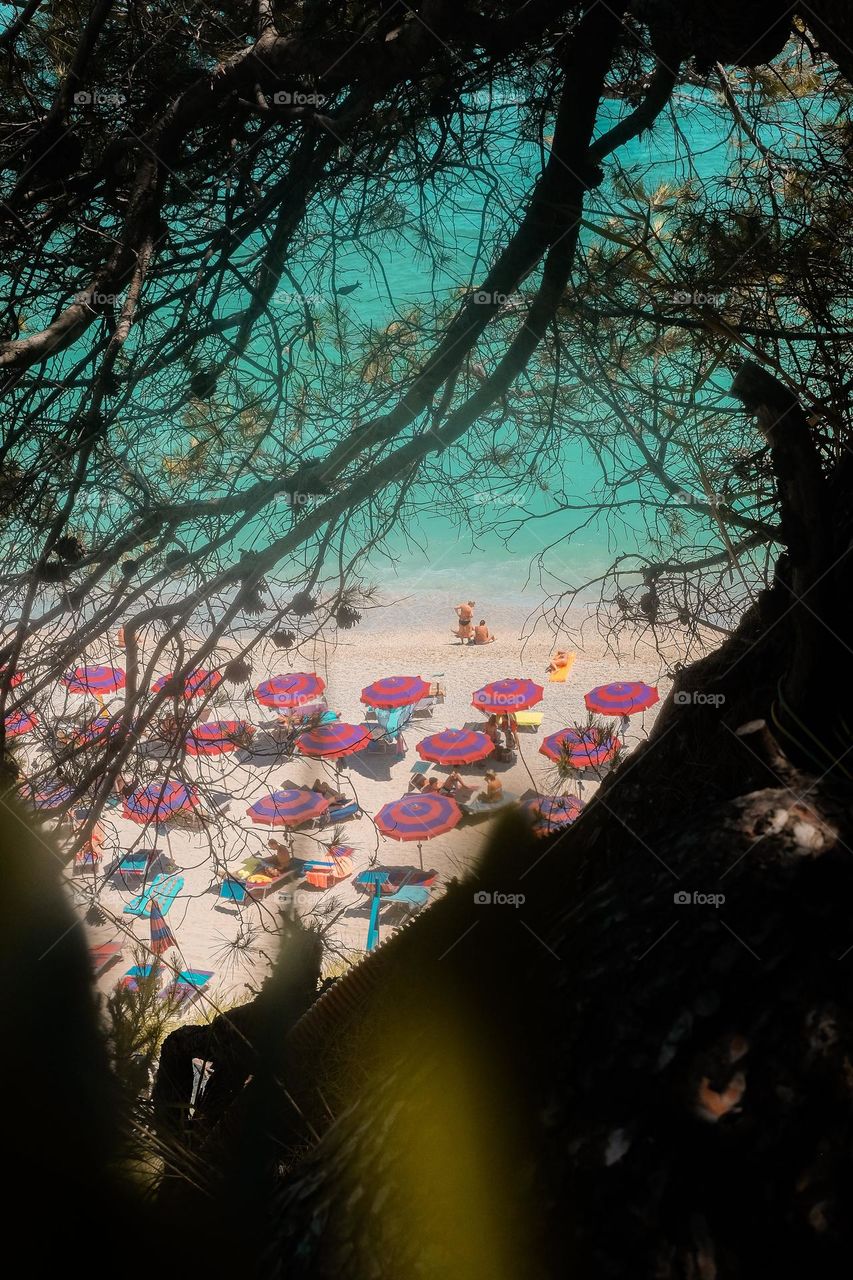 view of a busy beach through branches of a tree.