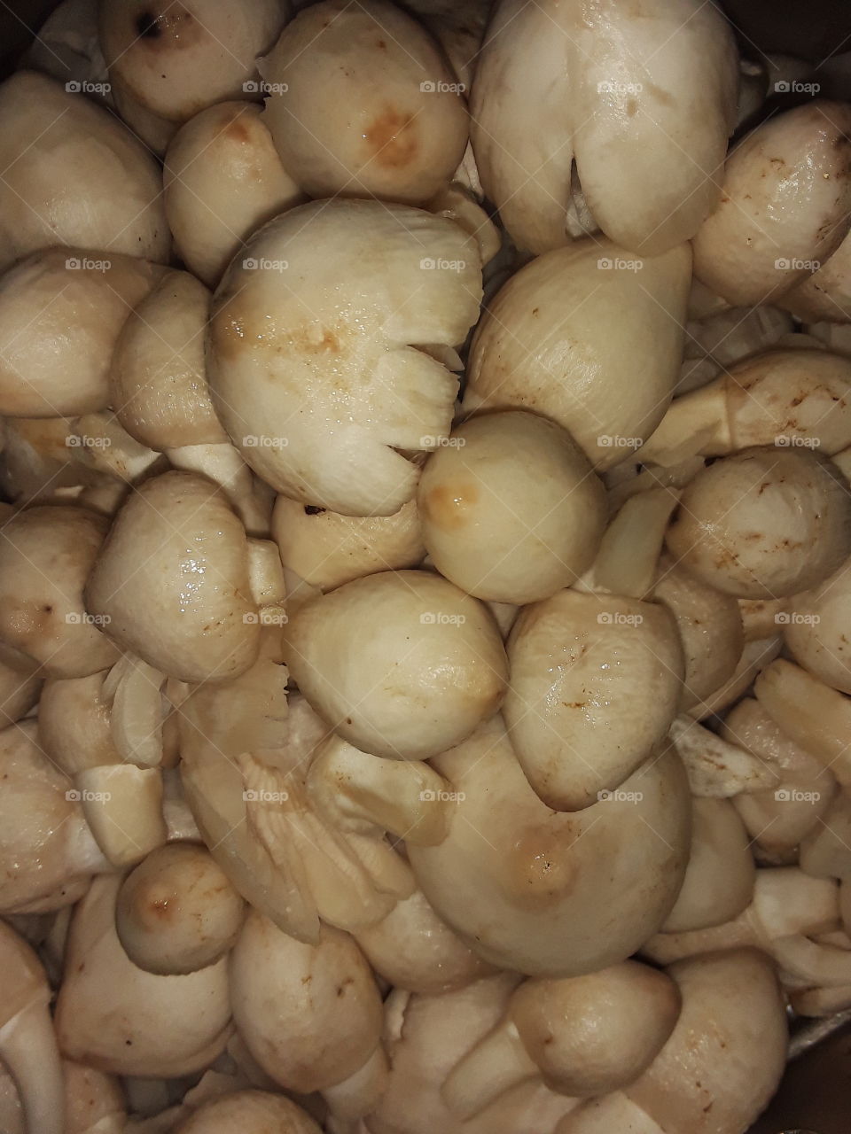 a mushroom or toad stool is the freshy spore bearing fruiting body of a fungus typically produced above ground on soil or on its food source.mushroom also describes a variety of other gilled fungi