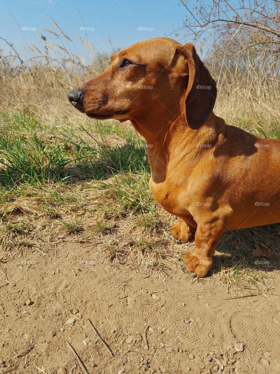 Orange dachshund.