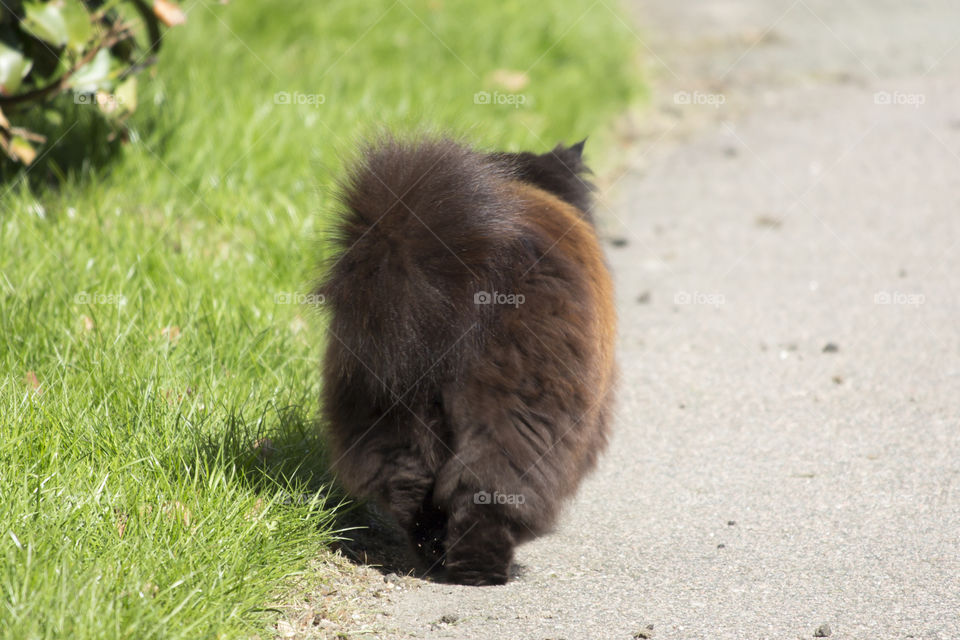 Fluffy cat walks away with high tail 