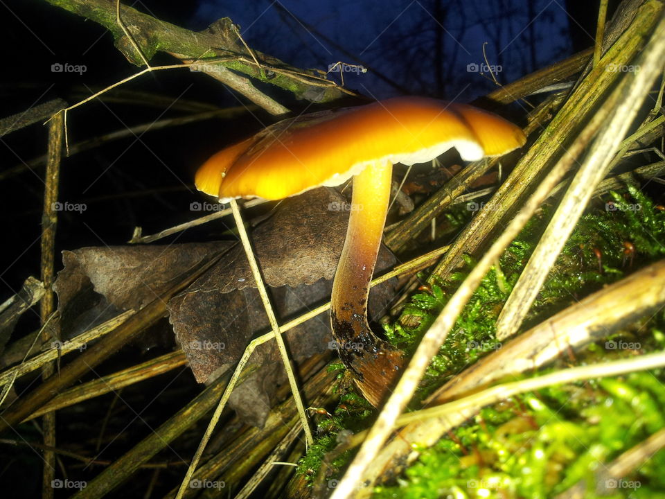 Mushroom, Fungus, Fall, Nature, Food