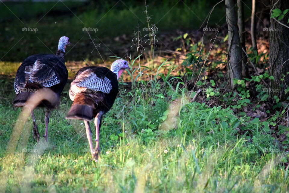 Wild Turkey