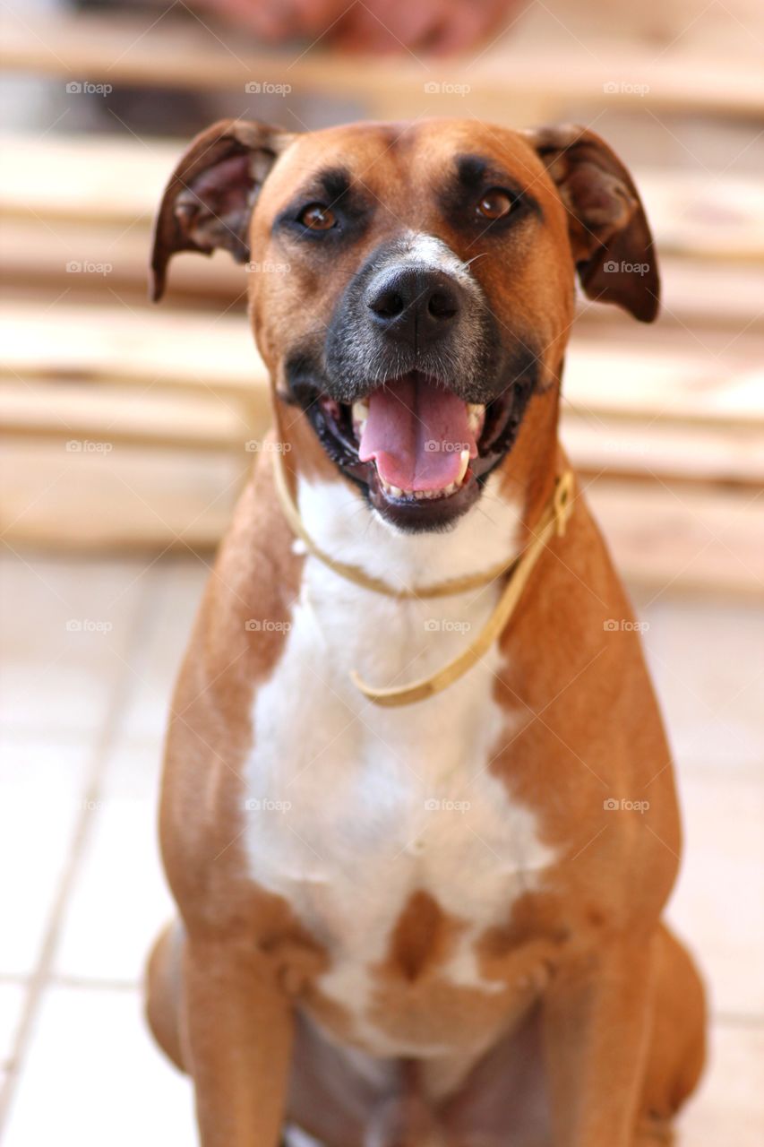 smiling dog poses on camera