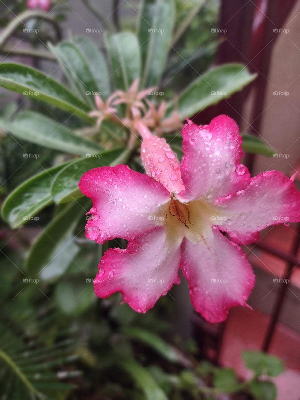 Click during a rainy day : my daisy plant