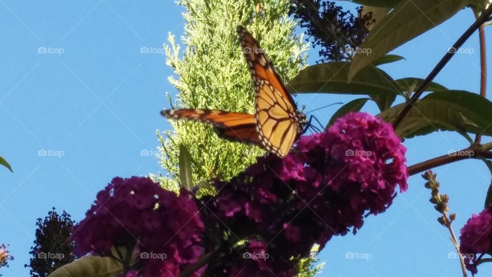 This Western Monarch butterfly made a rare appearance on the butterfly bush in my garden. Since these butterflies have become endangered, it is exciting to them when they stop by for a snack!