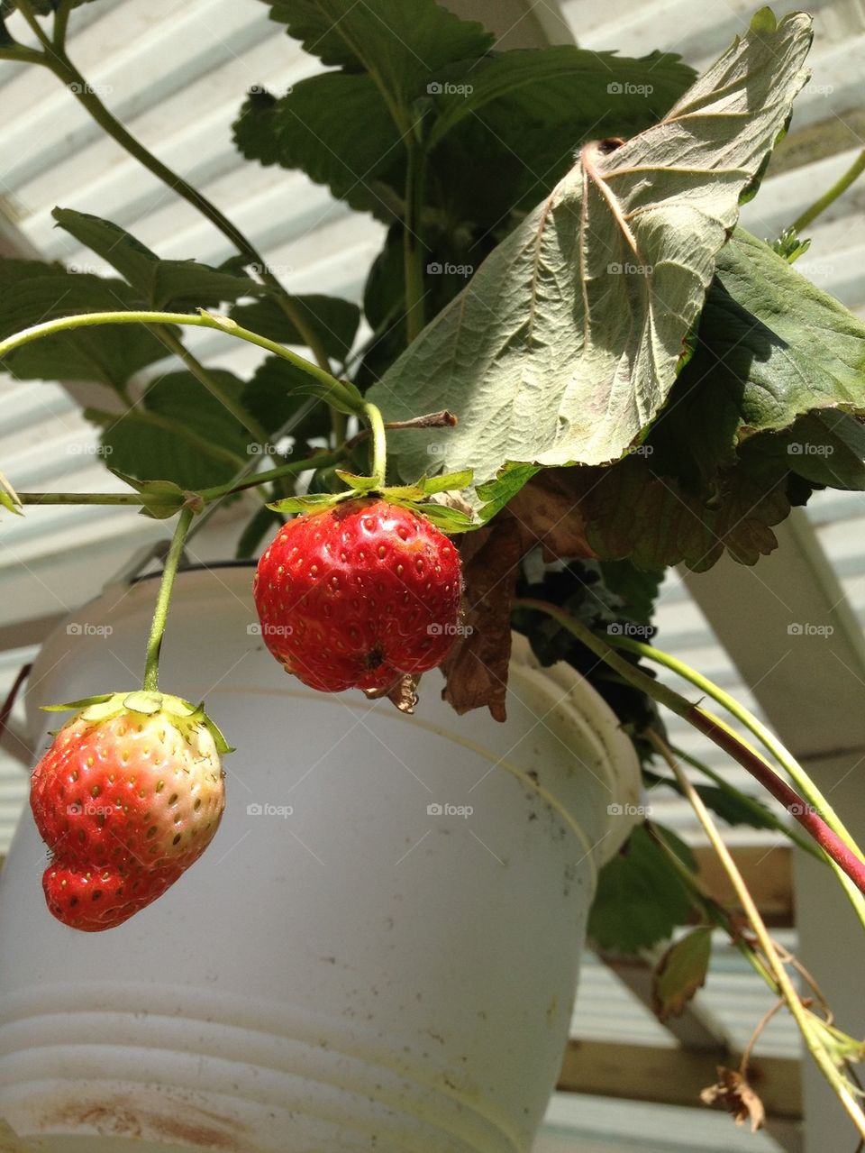 plant strawberry fruit jordgubbe by sofelii
