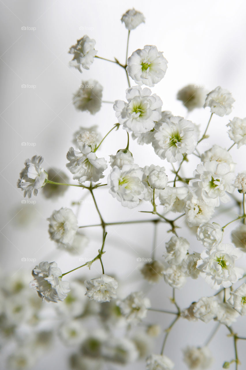 White flowers 