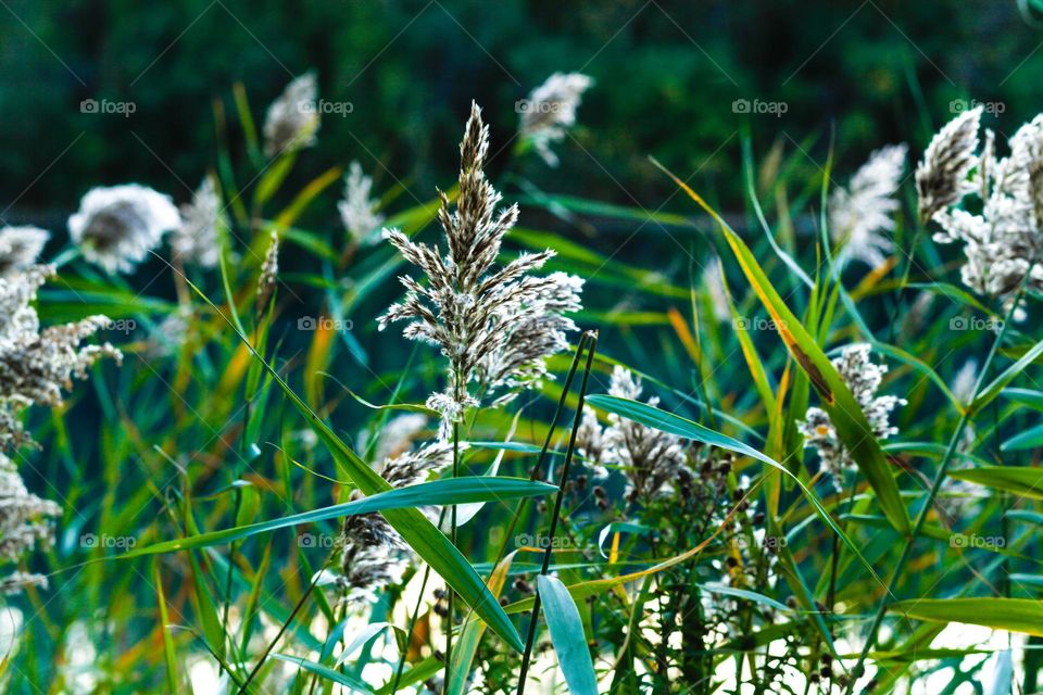 Plants on the lake blowing in the breeze 
