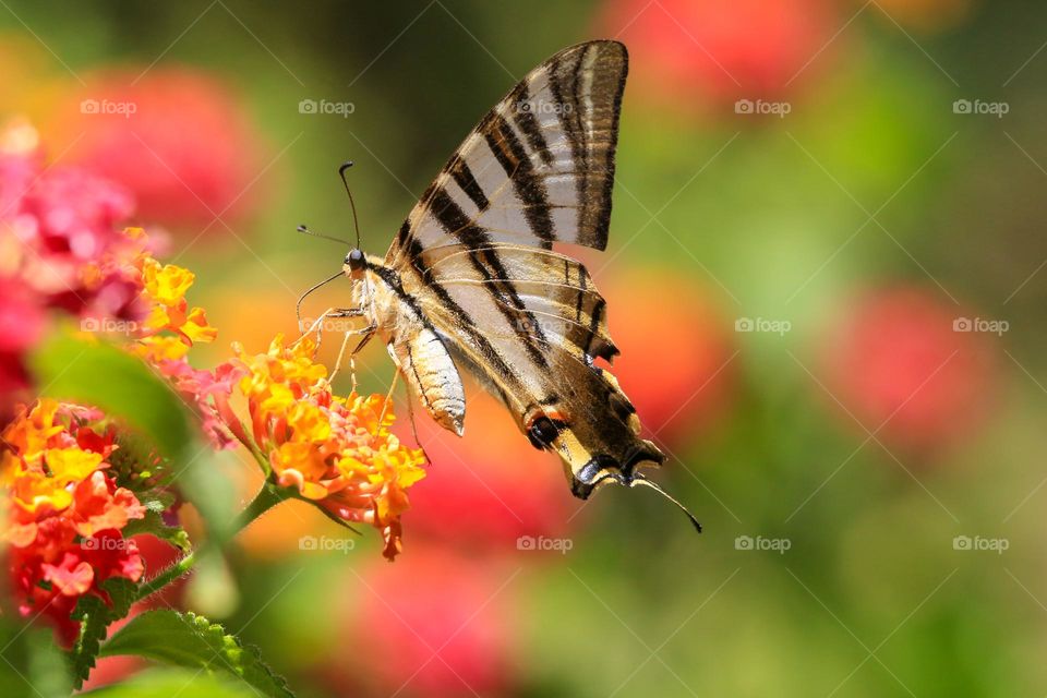 Colorful butterfly on on wild flowers