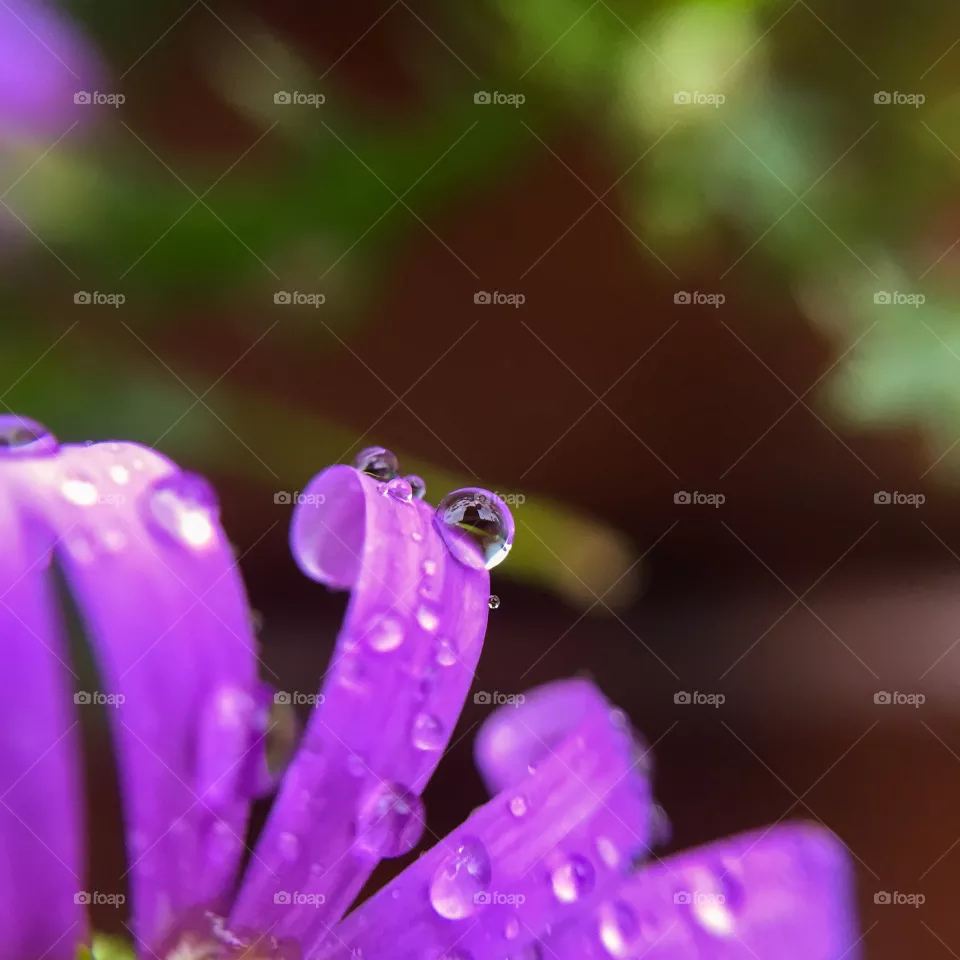 Drops