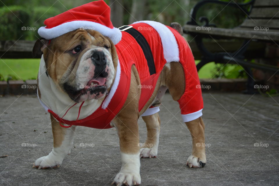 Bull Dog in santa claus costume