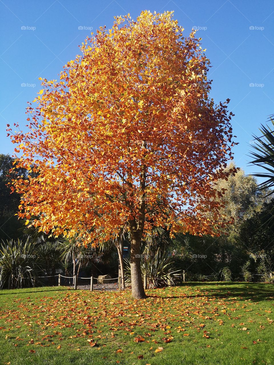 beautiful autumn tree