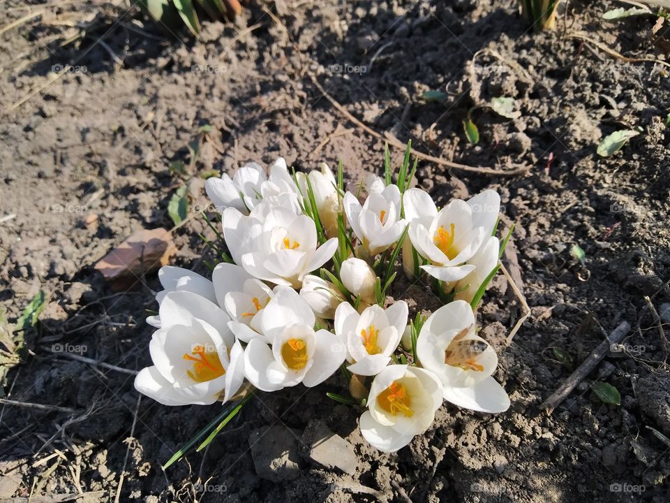 Crocuses and bees