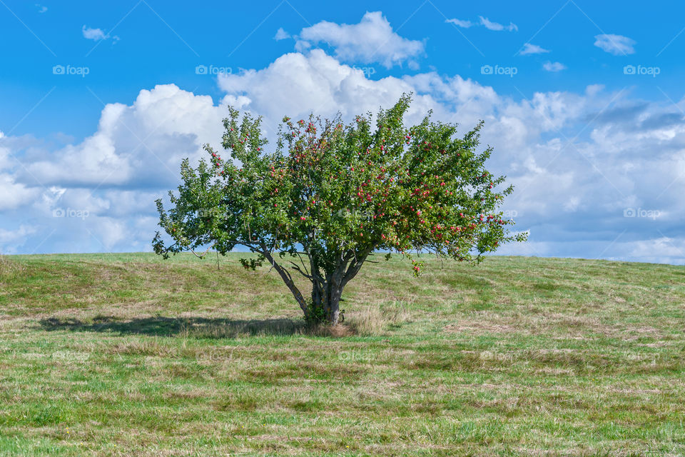Lonely wild apple tree in the middle of a meadow.