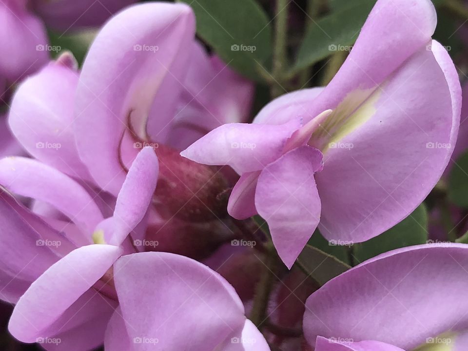 Closeup of Flowers