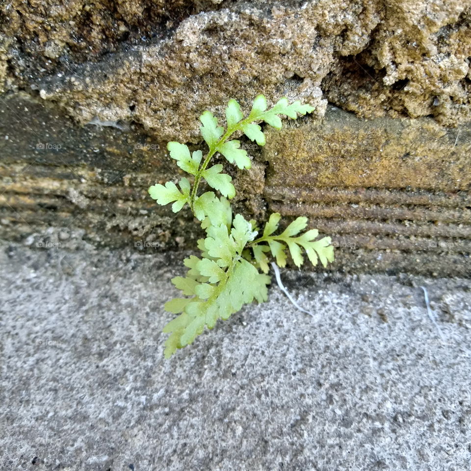 Simplicidade e beleza
