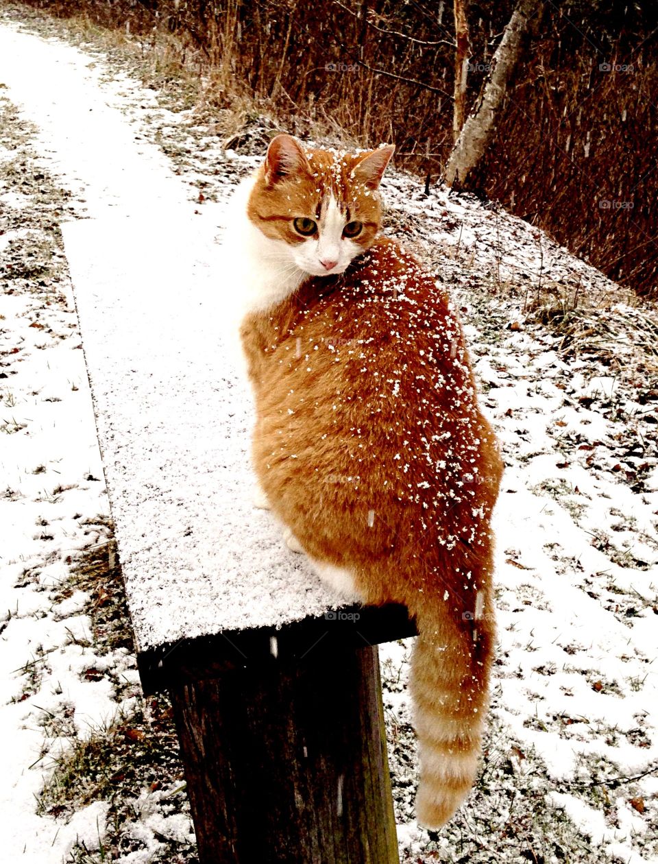 Winter coated cat on bench