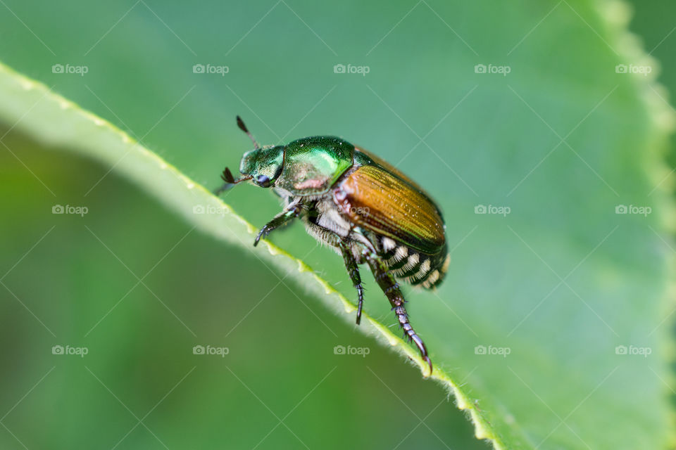 Japanese Beetle in a Leaf Up Close Macro 2