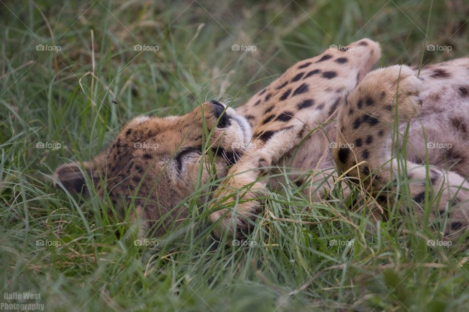 Adorable cheetah