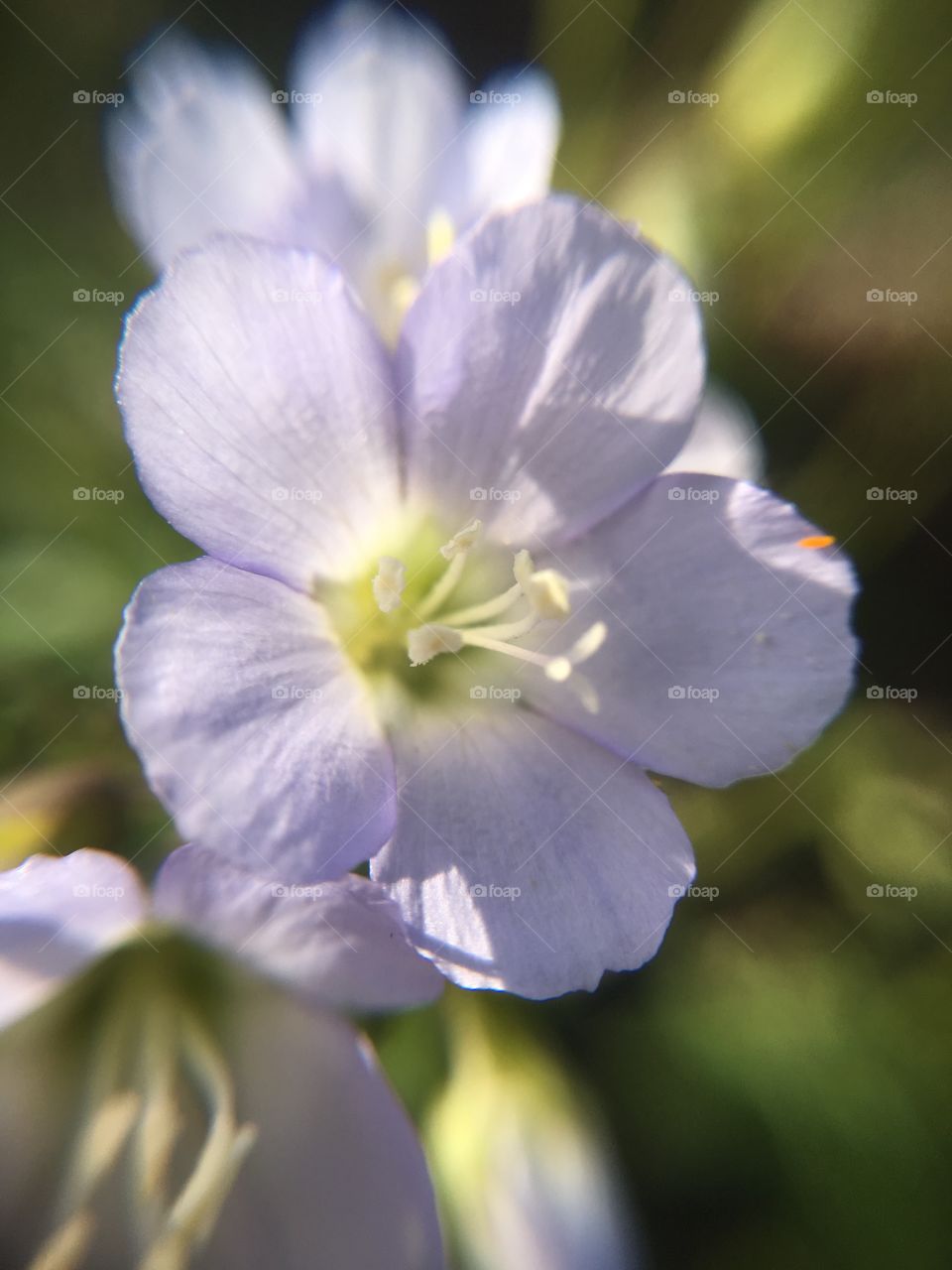 Purple flower in sunlight