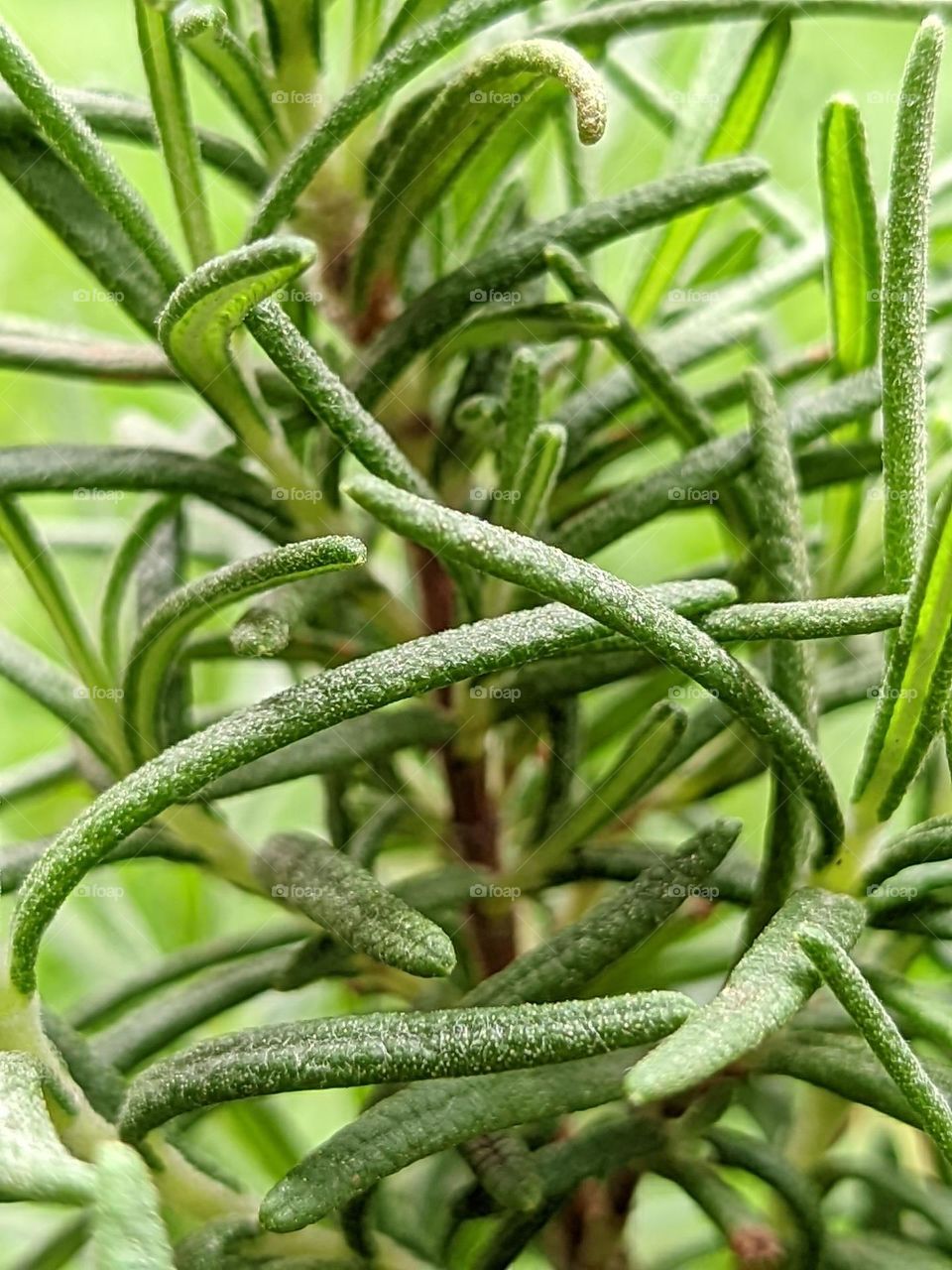 decorative plants🪴😁