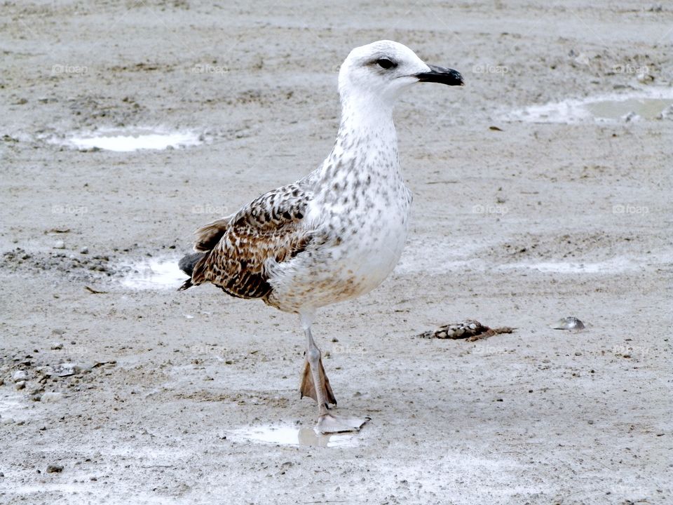 Bird walking on the beach 